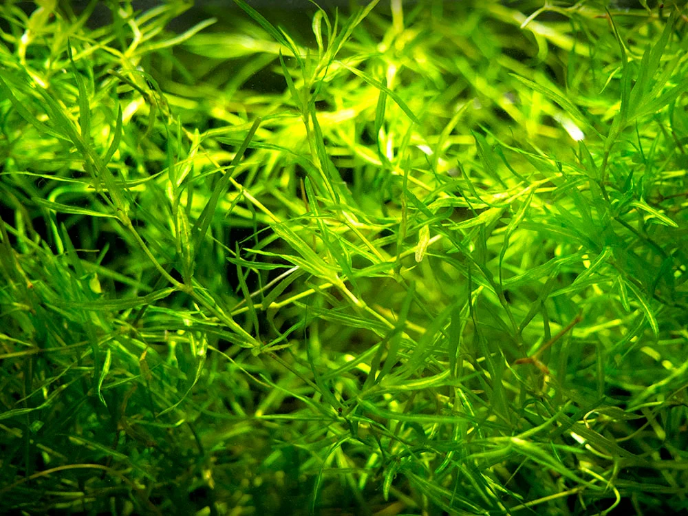 Guppy Grass Bunch